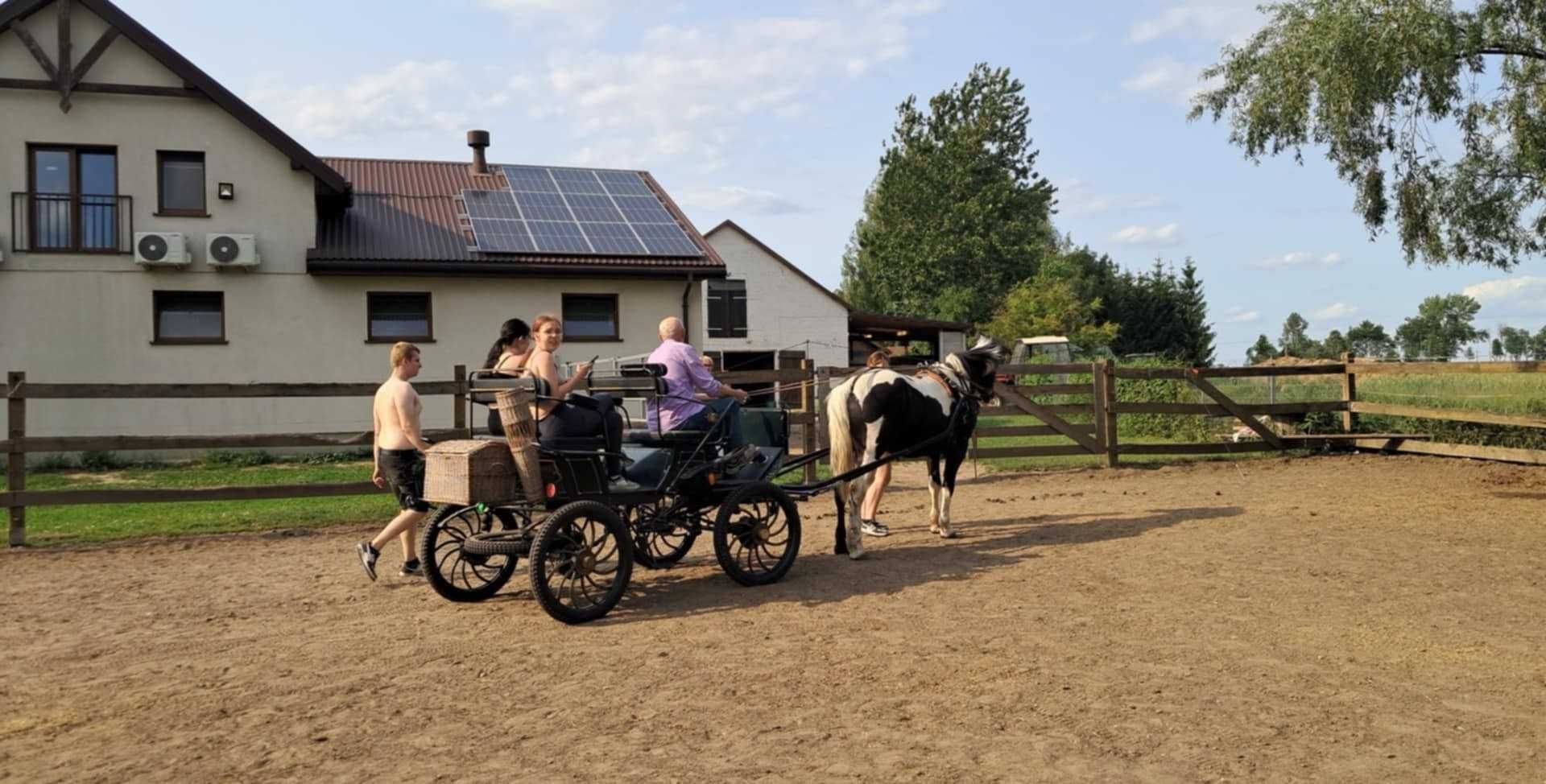 Klacz pod siodło i do zaprzęgu