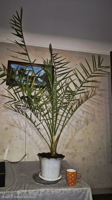 Продам пальму фінікову
