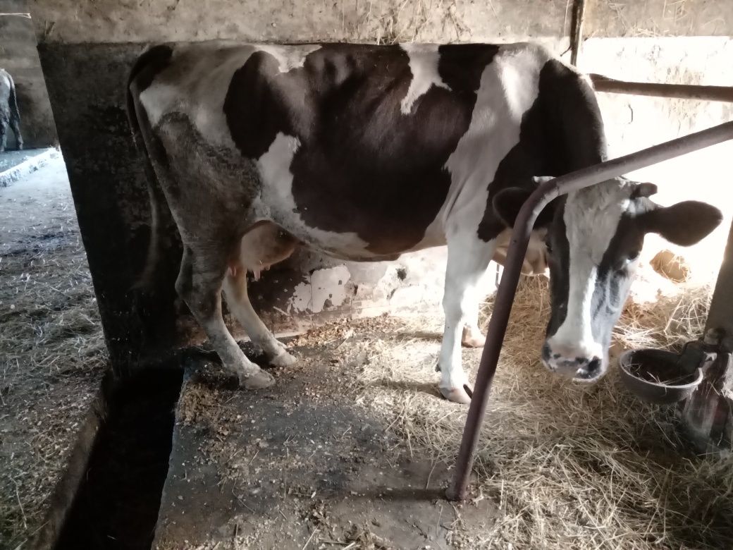 Продам добру корову