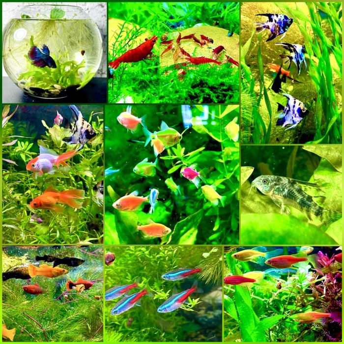 Акваріумні рослини, креветки, рибки,равлики.Аквариумные растения,рыбки