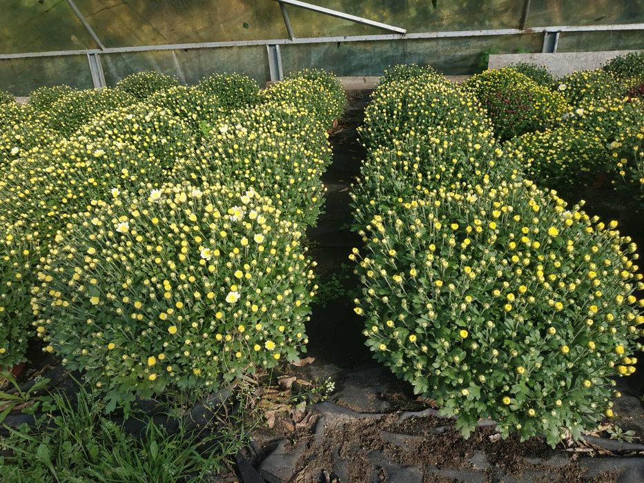 Chryzantemy drobnokwiatowe