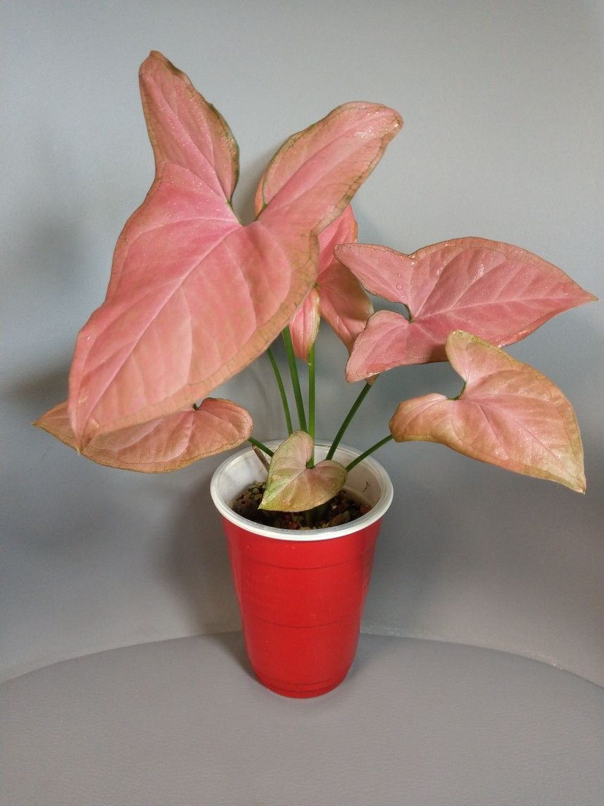 Syngonium Orm Nak