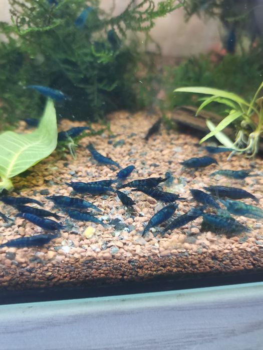 Krewetki blue velwet