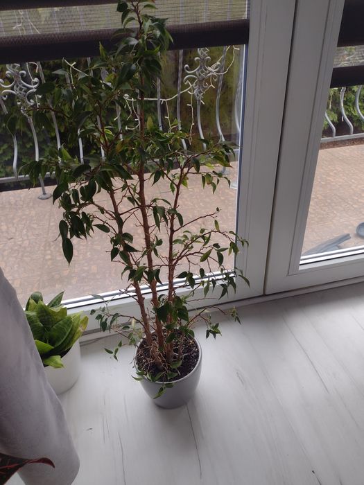 fikus Benjamin,kwiat w doniczce