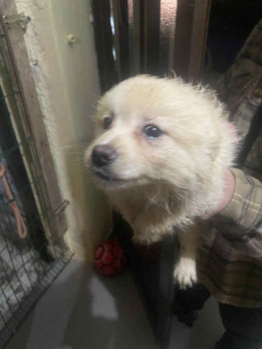 Para doar raça pequena