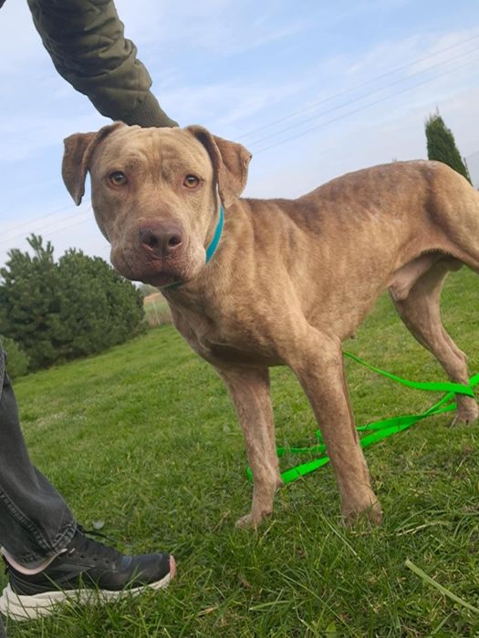 Benio, śliczności w typie Amstaffa do adopcji !