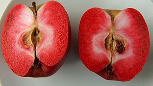 Macieira de maçâ de carne Vermelha - Planta de coleção