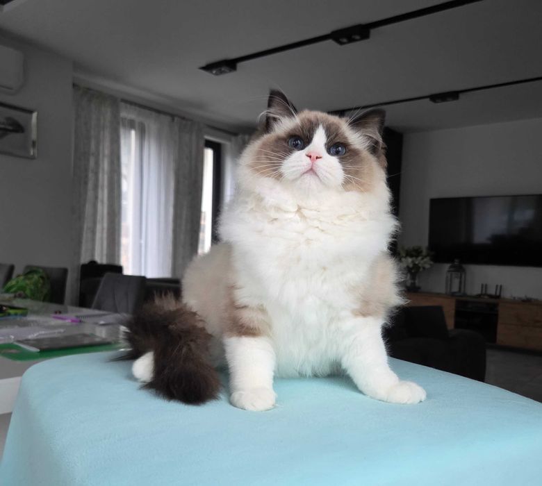Ragdoll kocur z rodowodem FPL.