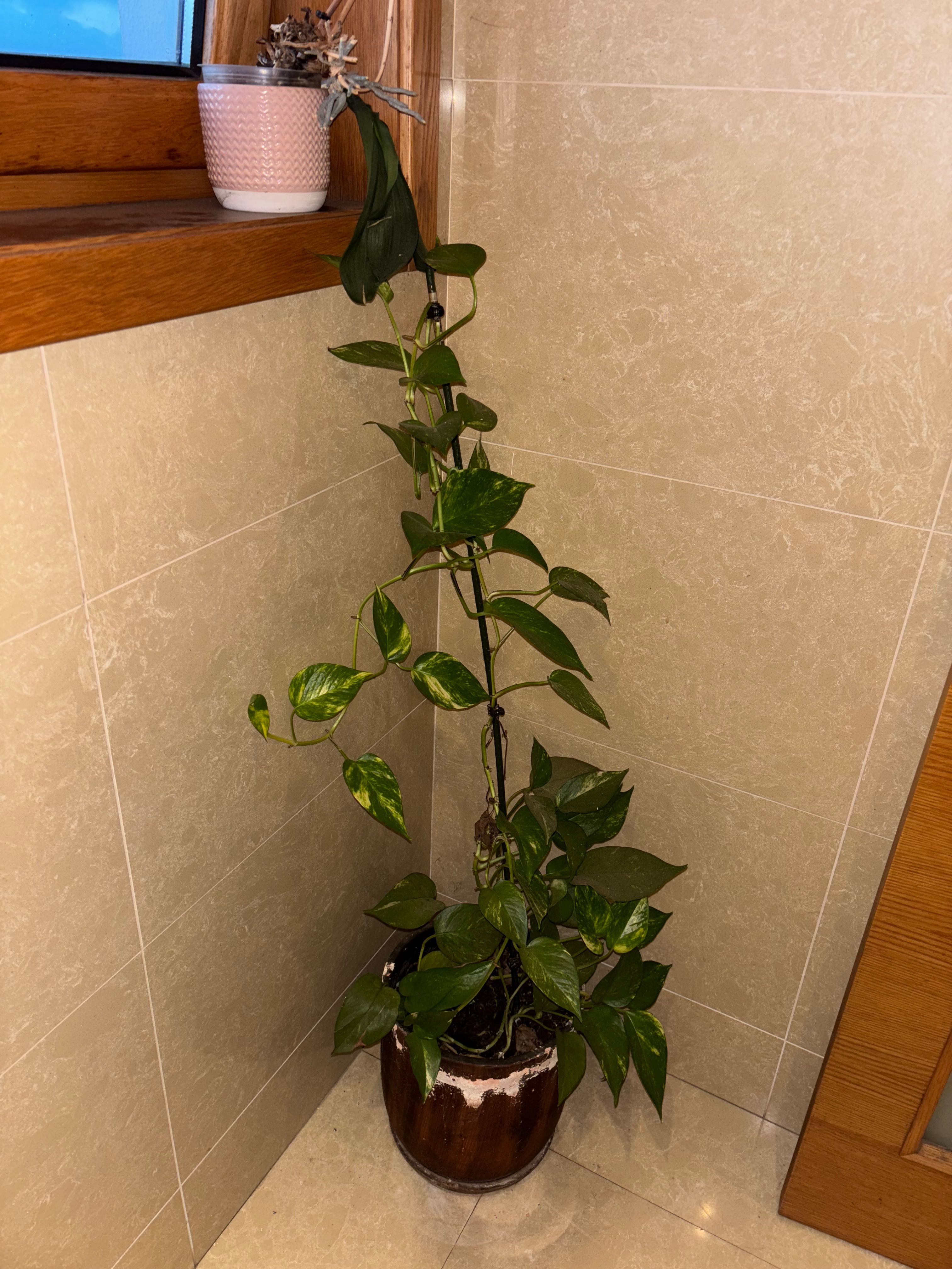 5 Plantas + vasos