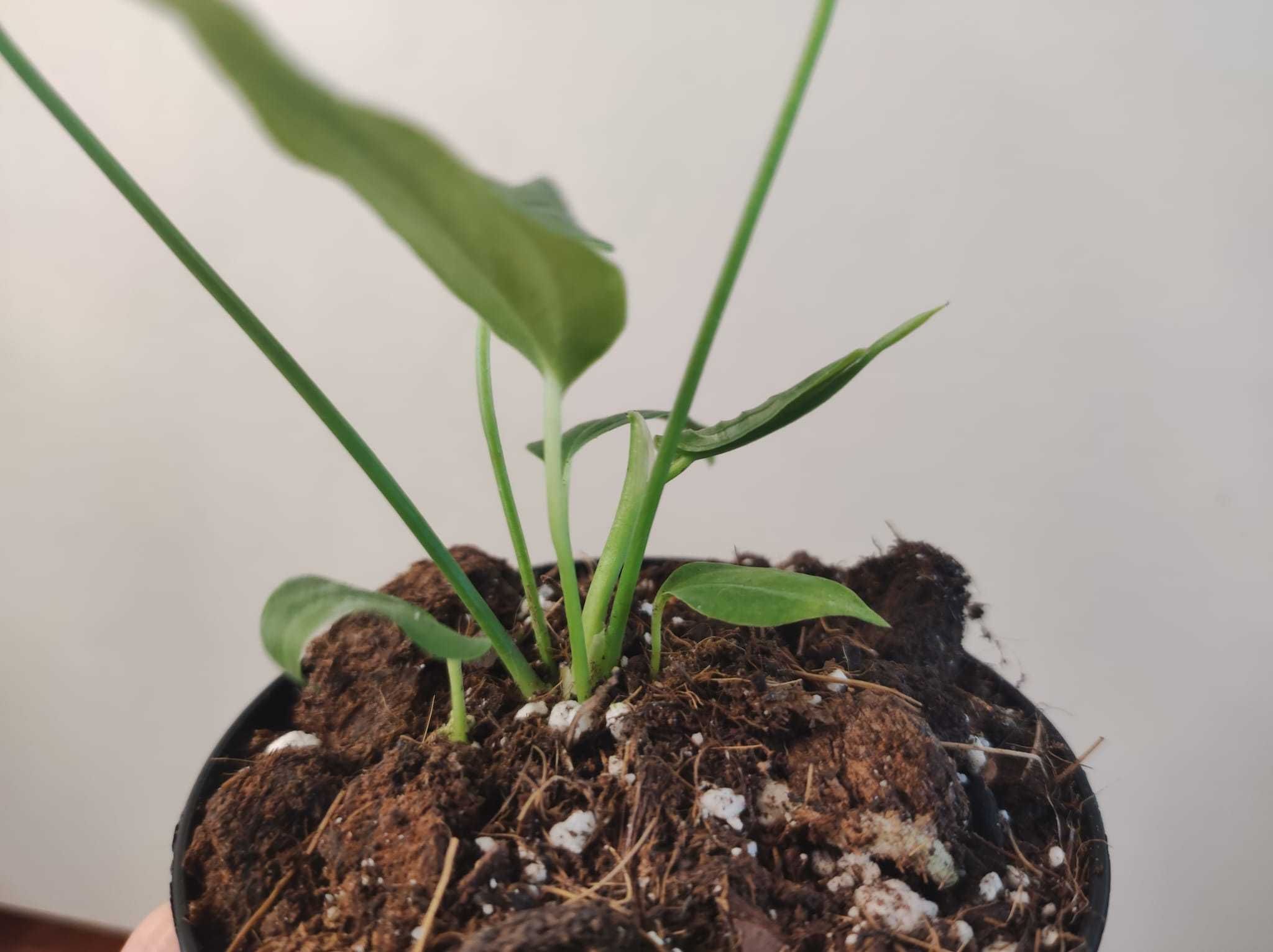 Anthurium Veitchii " Narrow form"