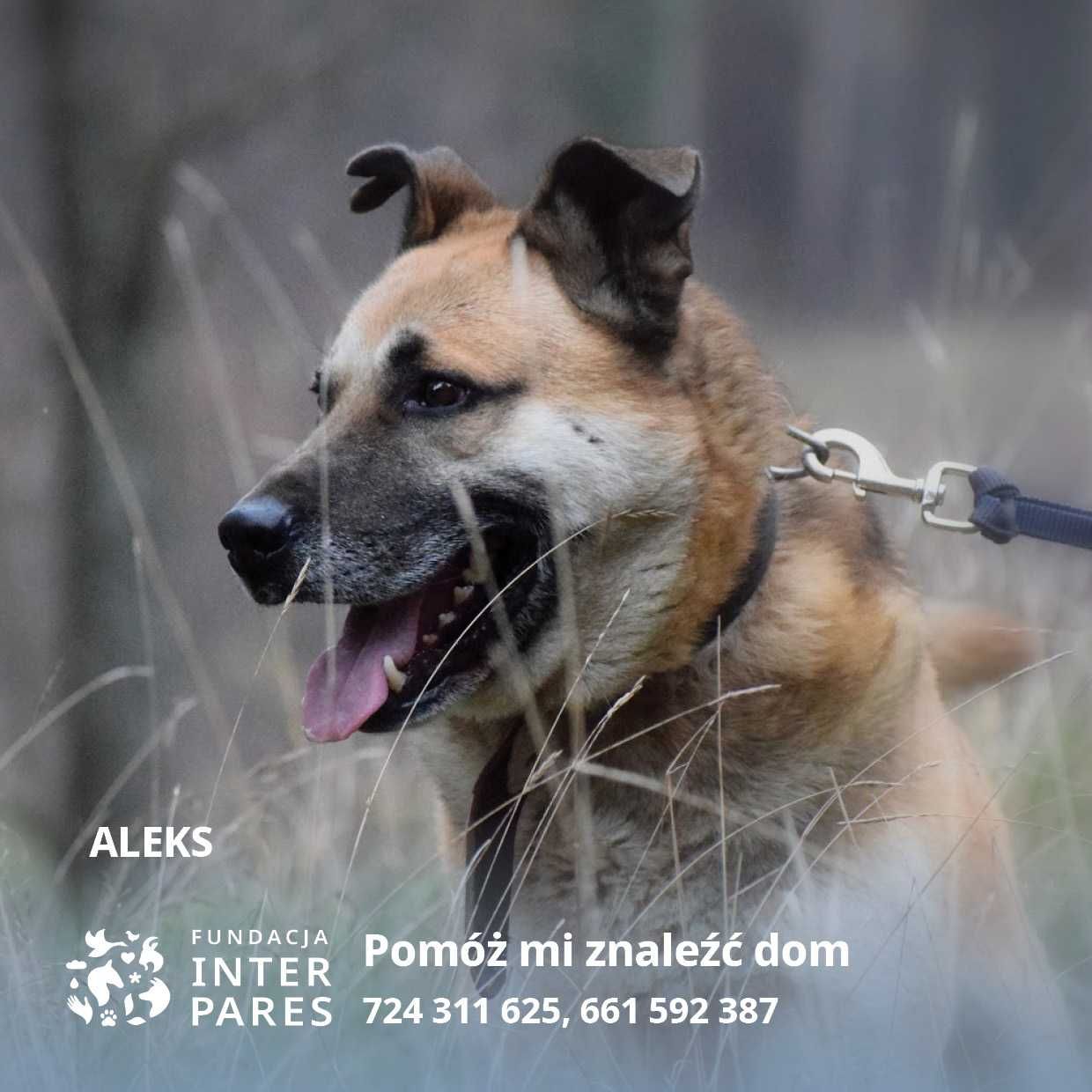 Aleks bardzo fajny przyjazny pies szuka domu!