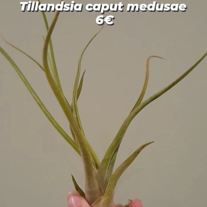 Plantas aéreas, tillandsias