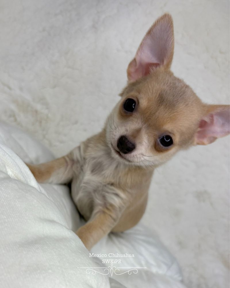 *GOTOWY DO ODBIORU* Chihuahua piesek