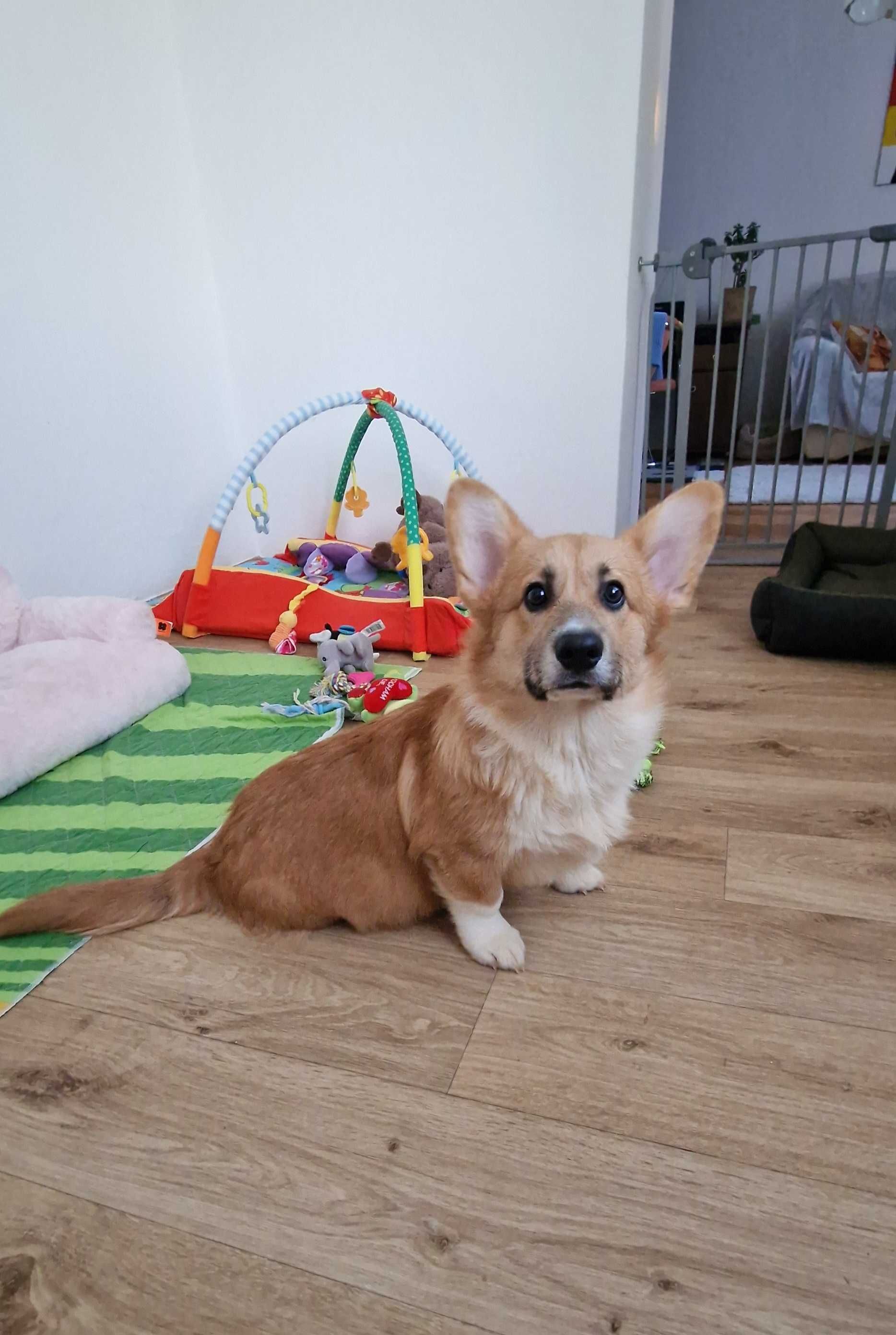 Welsh Corgi Pembroke,  piesek z długim ogonkiem