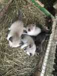 Gatinhos para doar