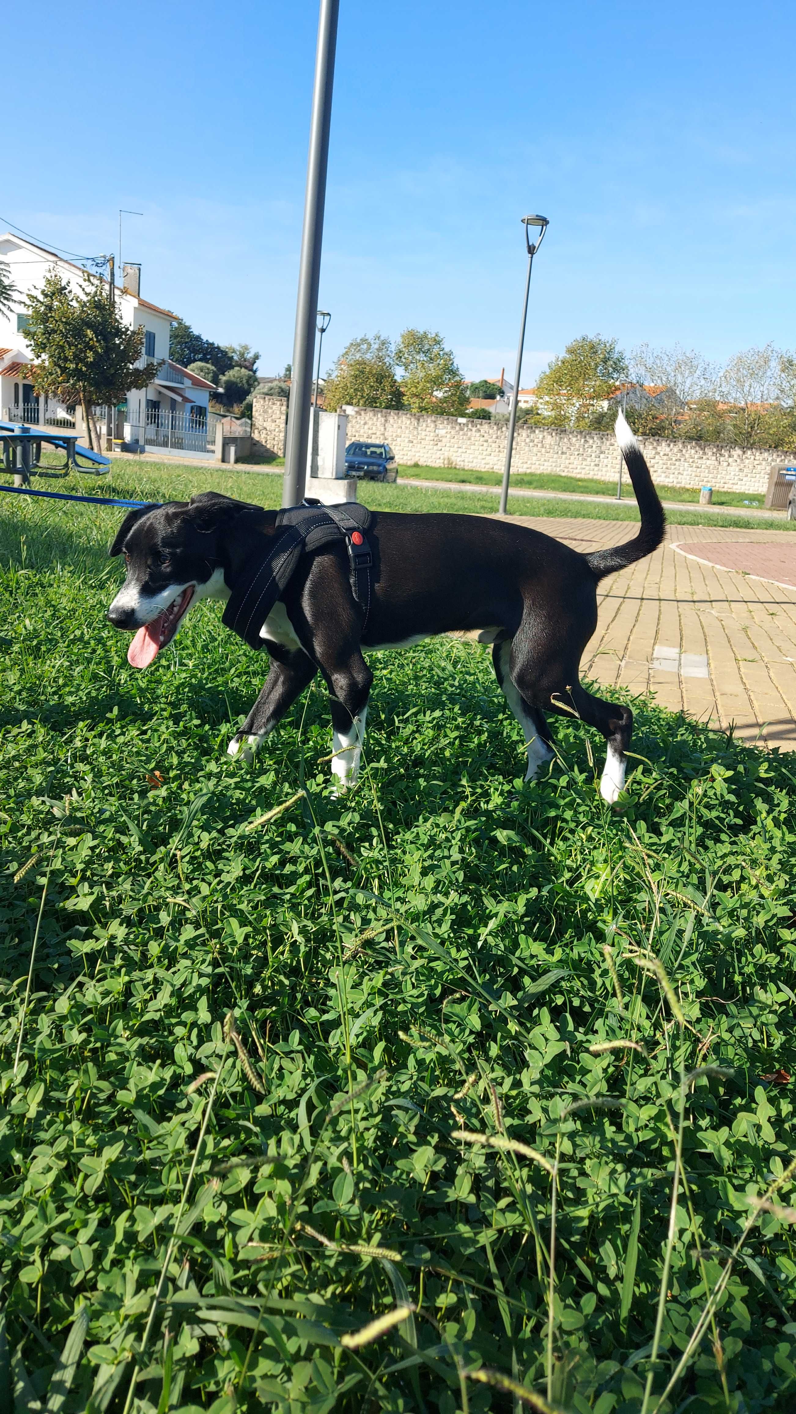 Cachorro para adoção
