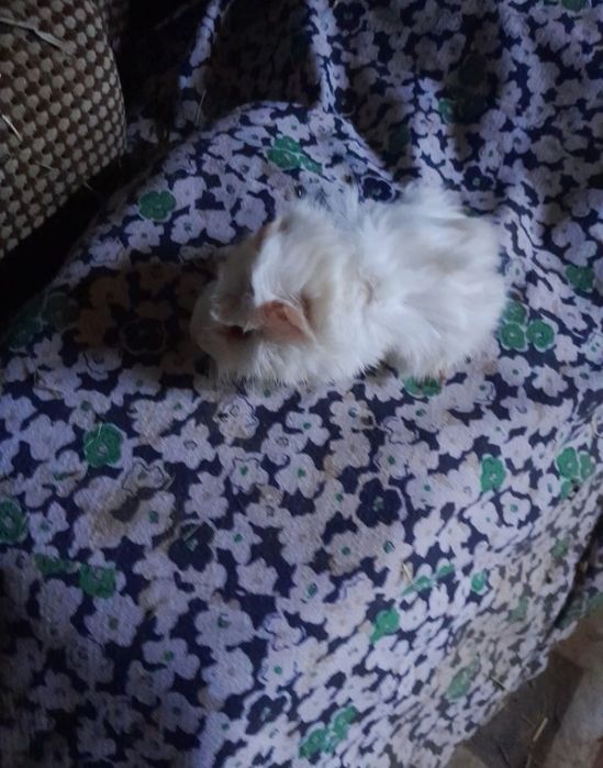 Gaiola com acessórios