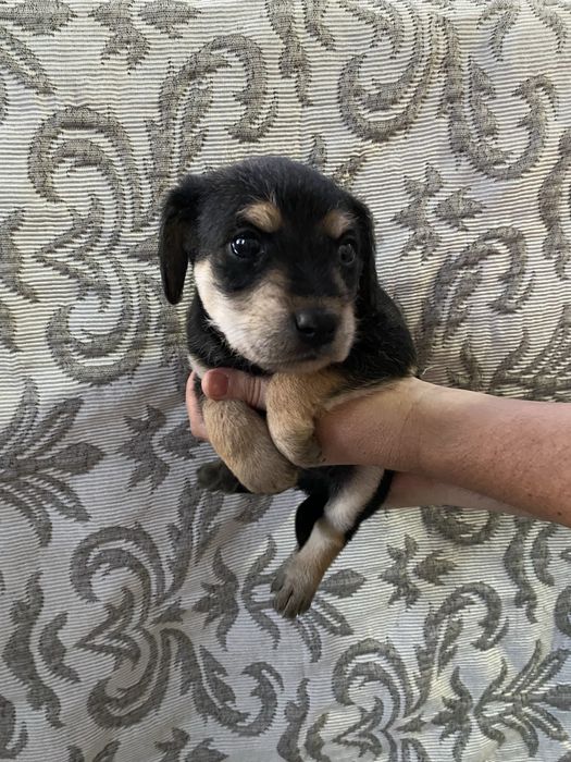 Cão para adoção