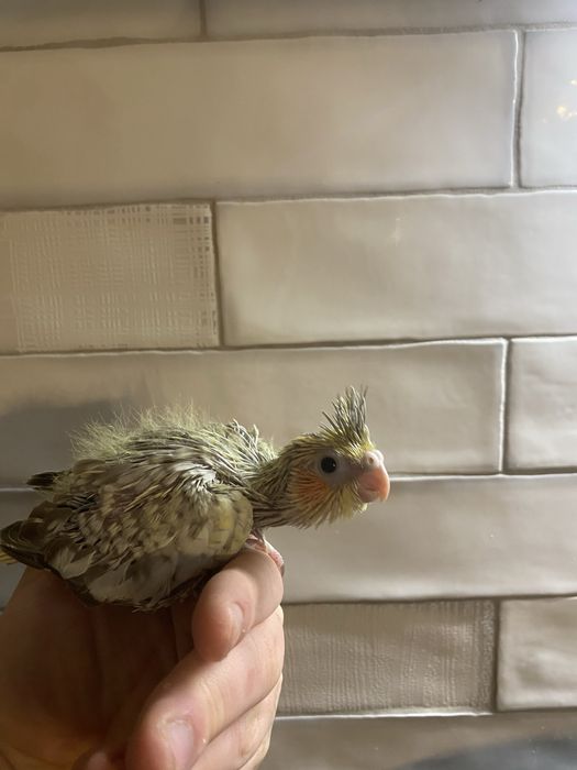 Caturras para criar a mão