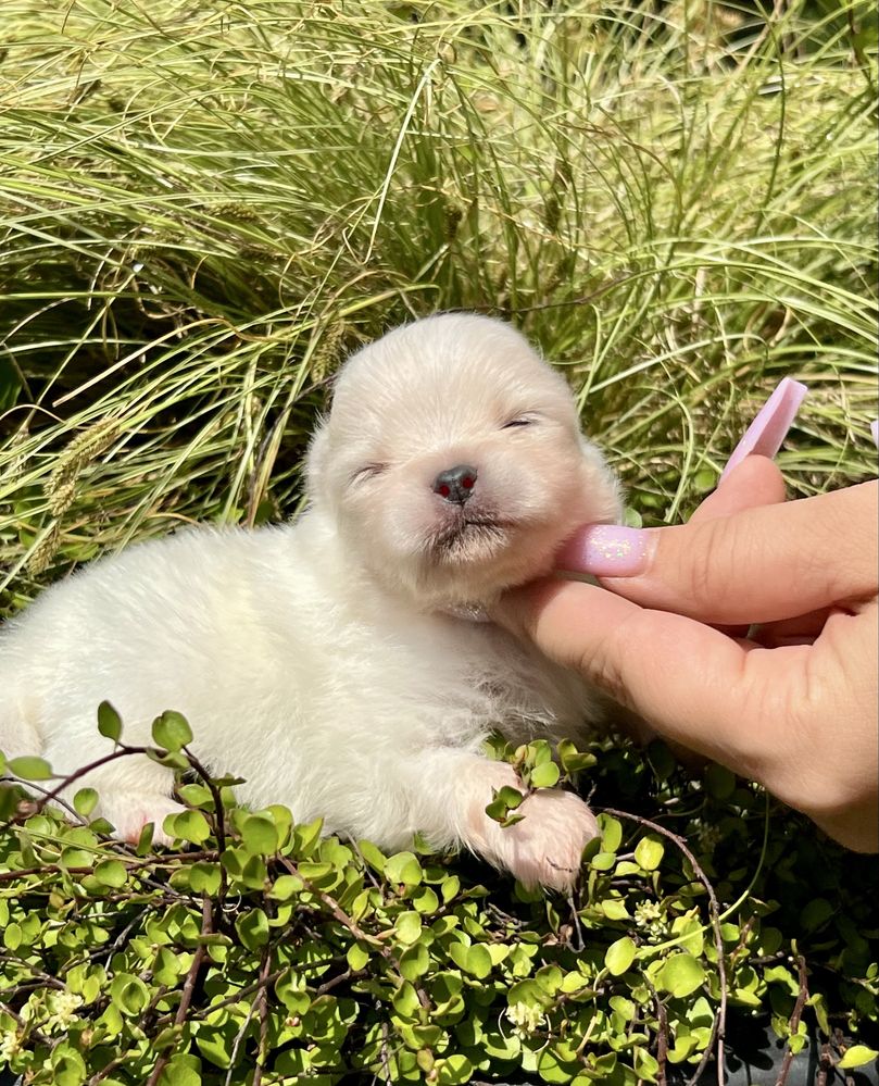 Szpic miniaturowy ,pomeranian cudny chłopczyk