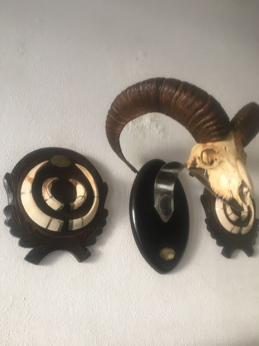 Crâneo de Muflão