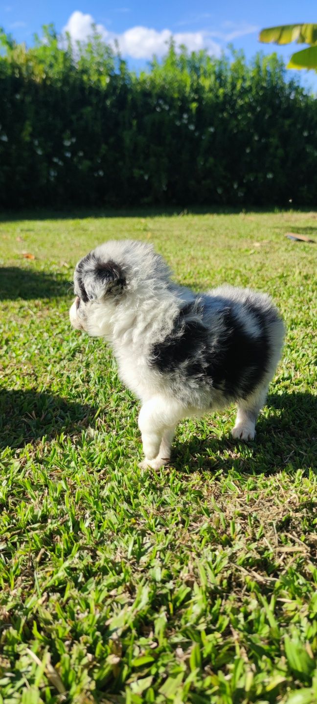 Border Collie Blue Merle fêmea