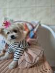 Shipoo  .Pudel+ Pomeranian.. Dziewczinka Louisa