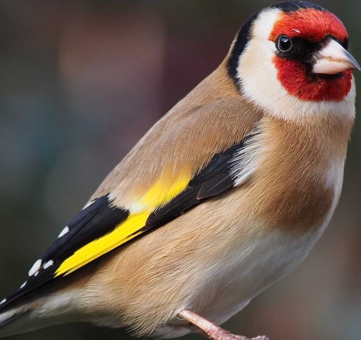 Sprzedam ptaki europejskie.