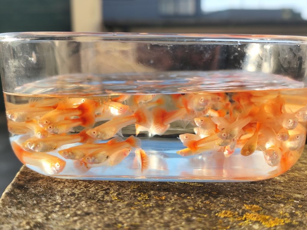 Guppy FullRed Albinos