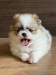 POMERANIAN mini szpic miniaturowy miś :)