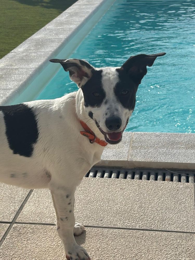 Clarice – 9 meses, cheia de energia (Labrador x Jack Russell)