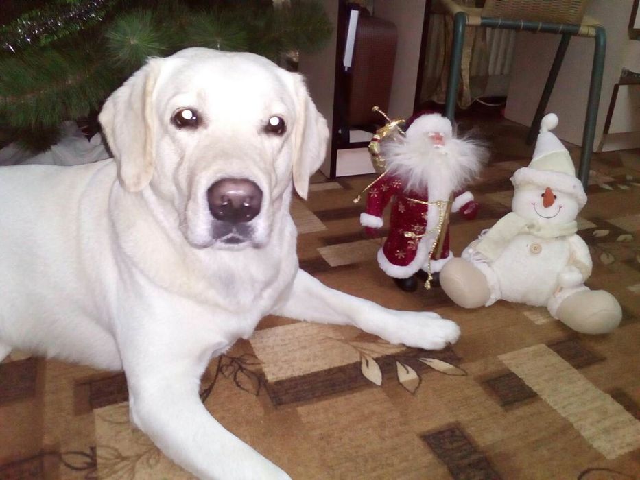 Вязка с шикарным лабрадором