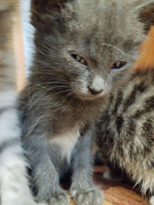 Віддамо в добрі руки кошенят...