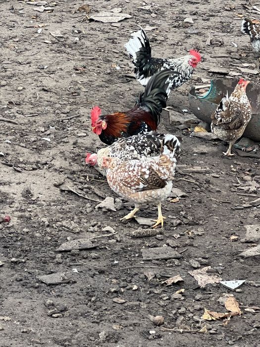 Кури та півні породи Амереканки