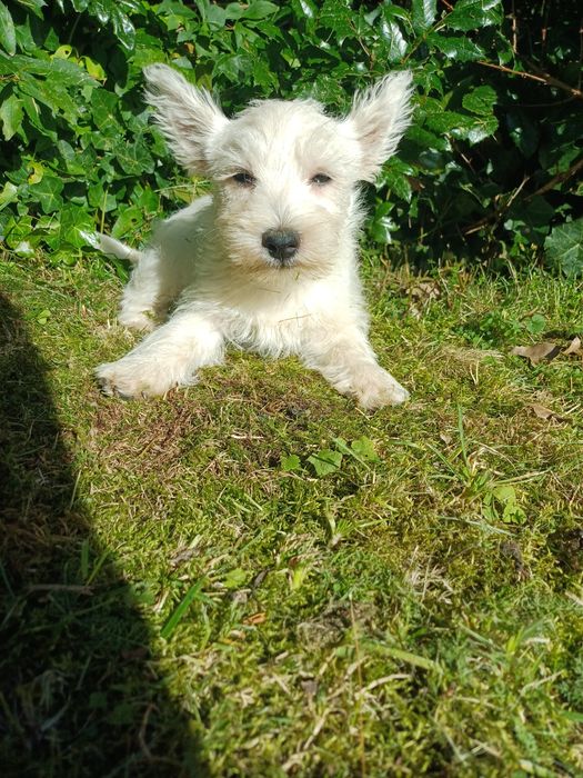 West  highland terrier white
