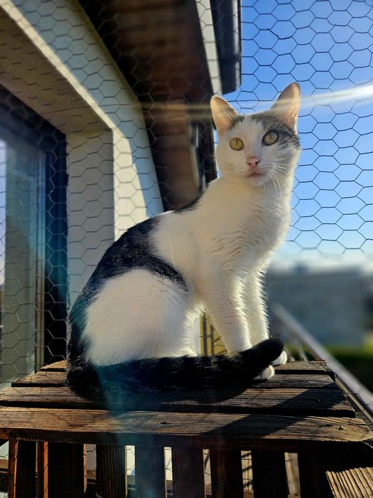 Zyzio - kot idealny, delikatny, mądry, subtelny, piękny