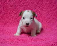 Jack Russell Terrier piesek Igrek ZKwP