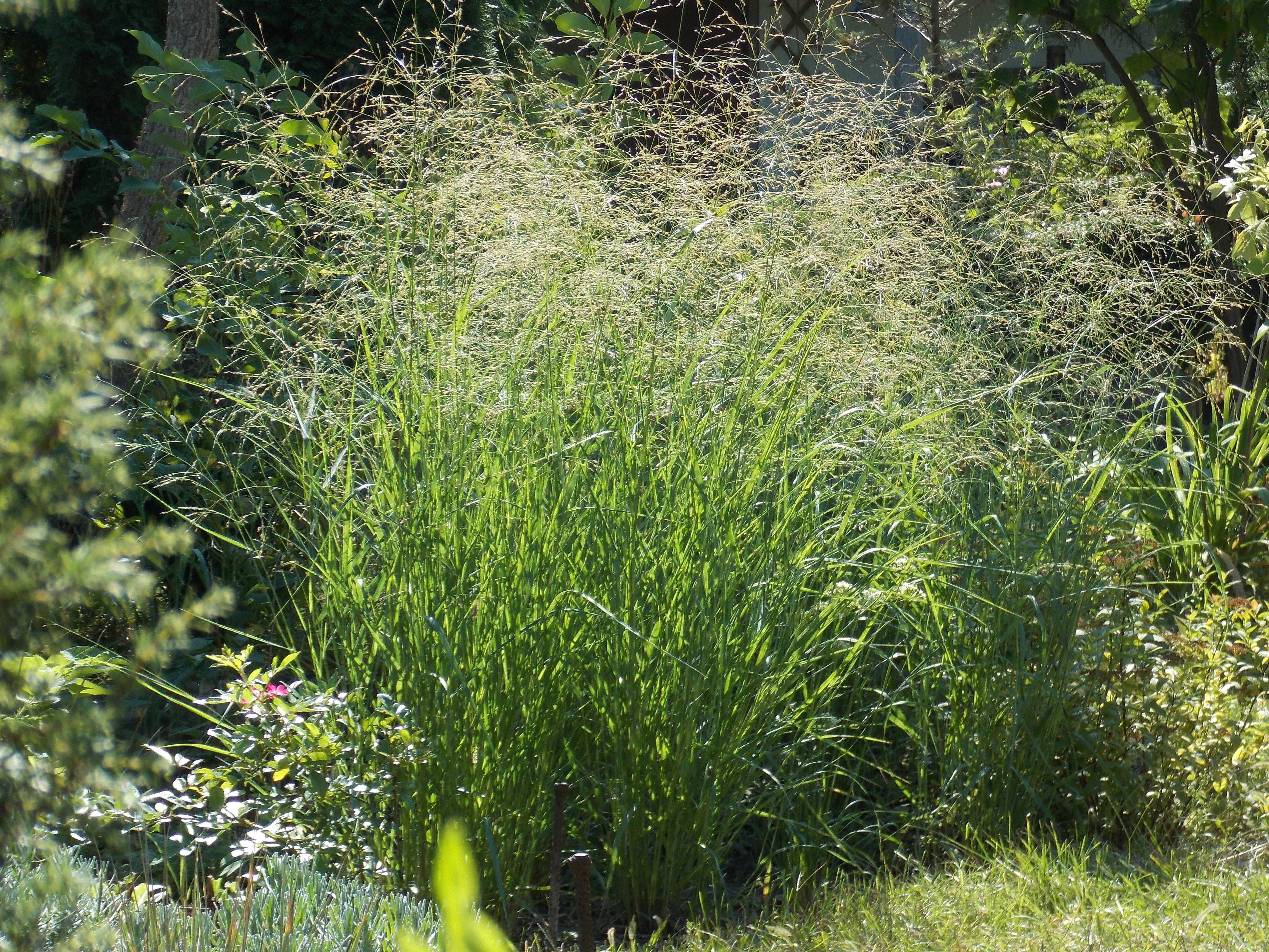 Просо декоративне (Panicum virgatum) Heavy Metal