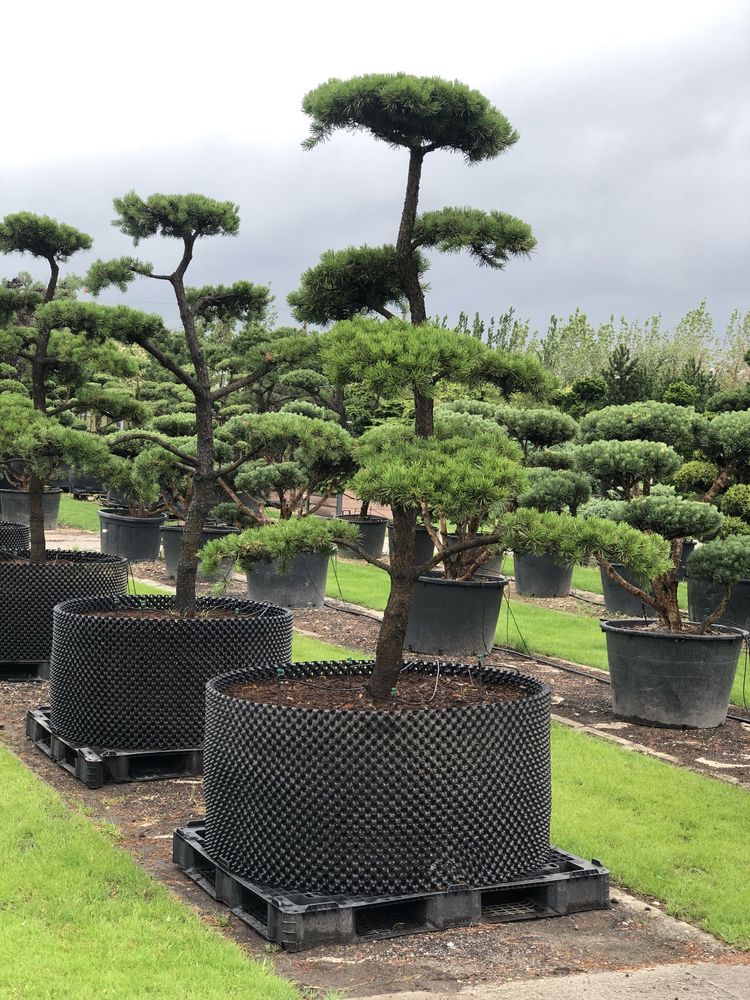 Bonsai drzewa formowane duże sosna jałowiec cis BONSAI PARK