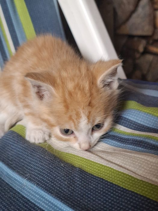 Kociaki szukaja domu