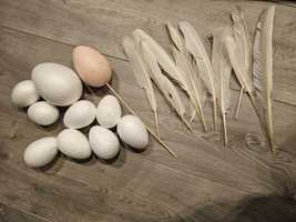 Jajka styropianowe i pióra