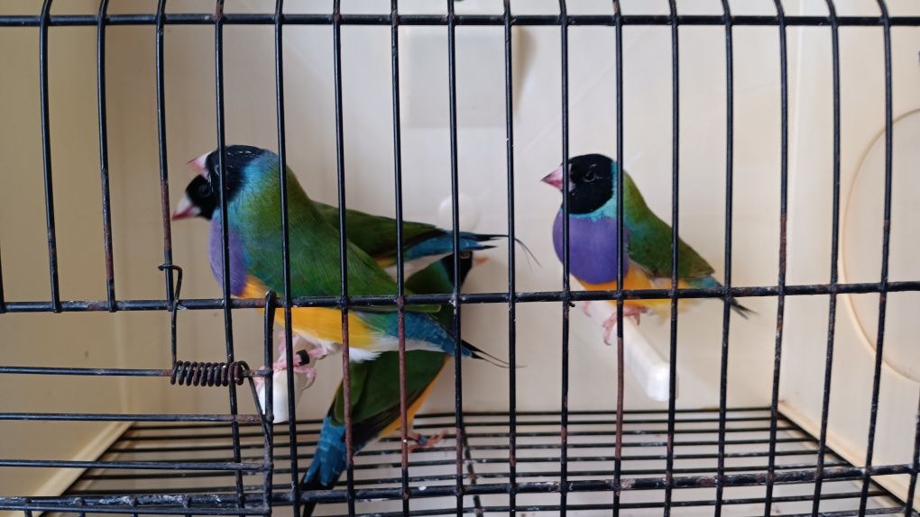 Diamantes de Gould 2025