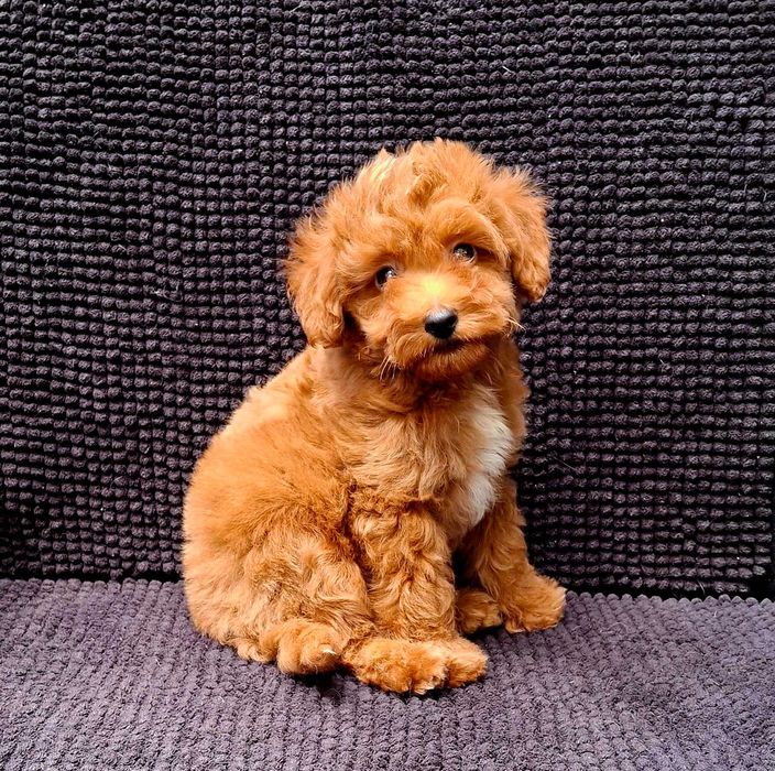 Маленькі пухнастики Мальтіпу Мальтипу Maltipoo