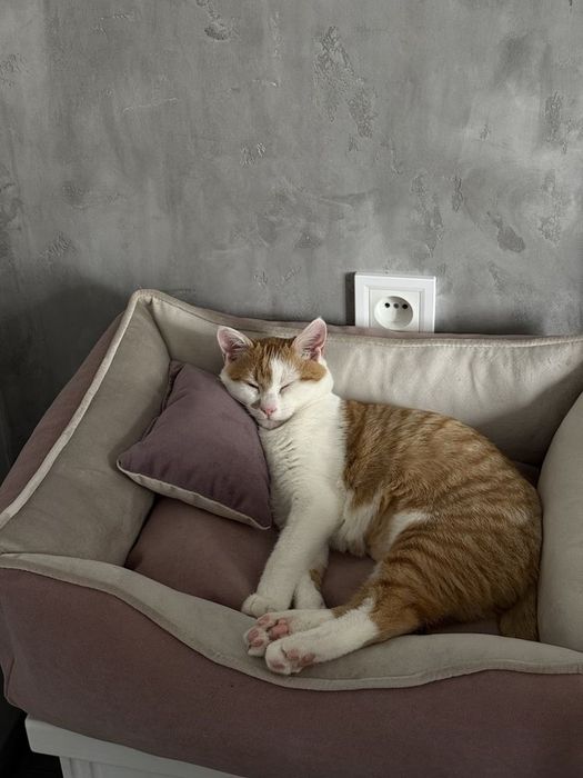 Лежанки для собак і котів