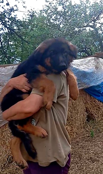 Элитный роскошный щенок .