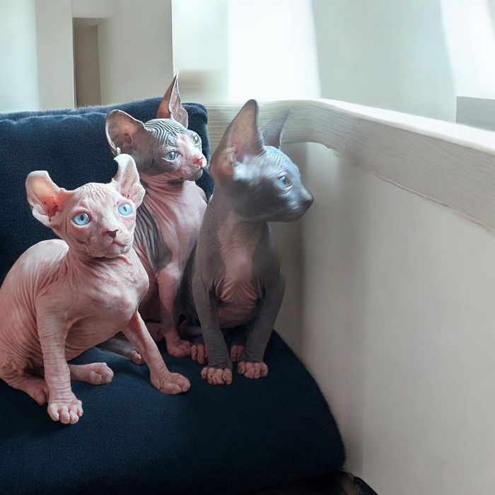 Канадские сфинксы и эльфы