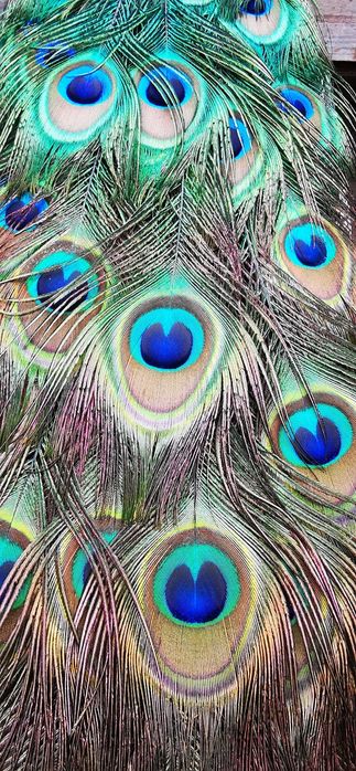 Penas de Pavão azul