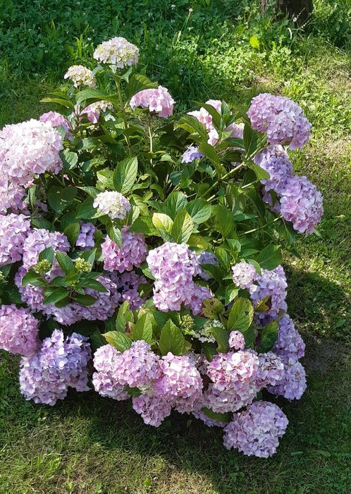 Живці для вкорінення