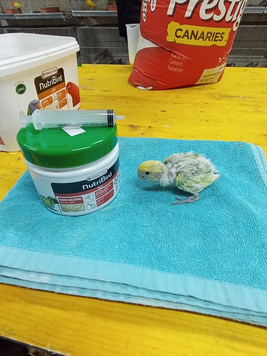 Bebés para criar a mão