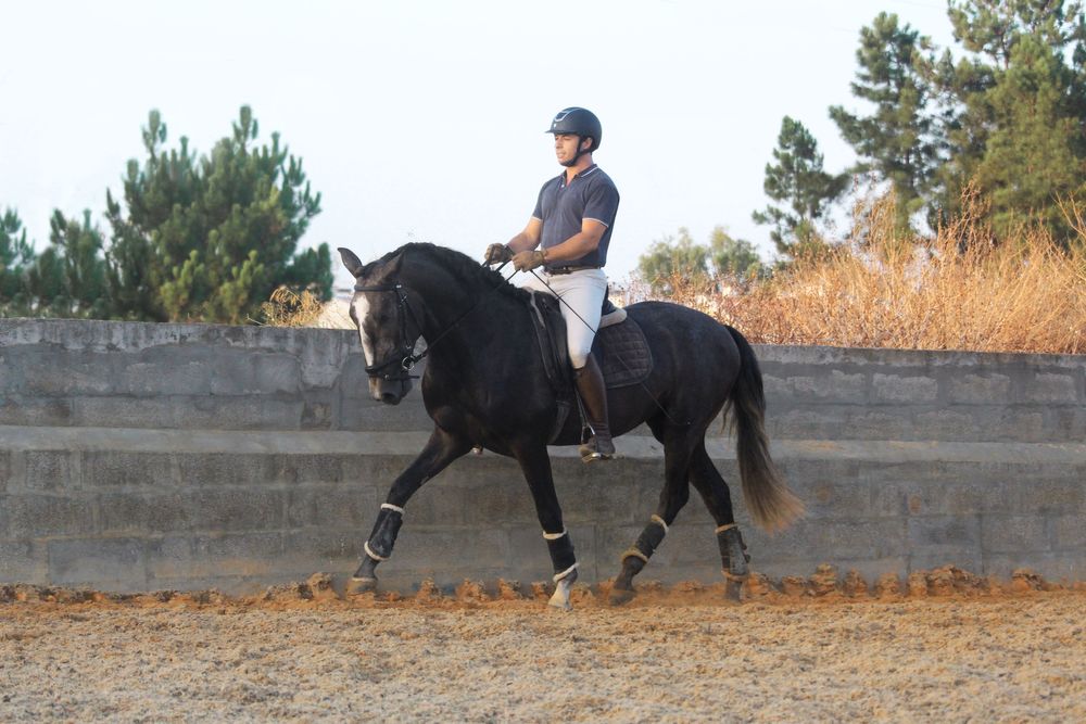 Poldro lusitano com 3 anos